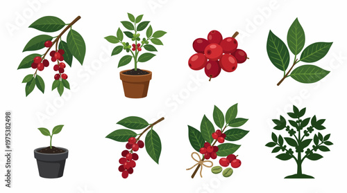 Coffee Plant Vector Illustration Set: Featuring Ripe Red Cherries, Green Leaves, Seedlings in Pots, and Coffee Tree Branches for Cafe Branding and Design.