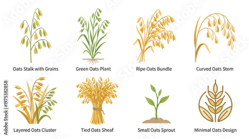 Set of detailed oat plant illustrations featuring stalks with grains, green sprouts, ripe bundles, tied sheaves, and minimal design icons for food branding.