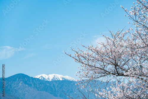 残雪の大滝山とソメイヨシノ