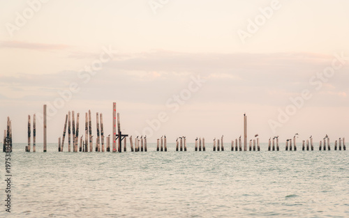 Pelicans perched on top of the pilings which are all that remains of Naples pier in Florida which was destroyed by Hurricane Ian in 2022.