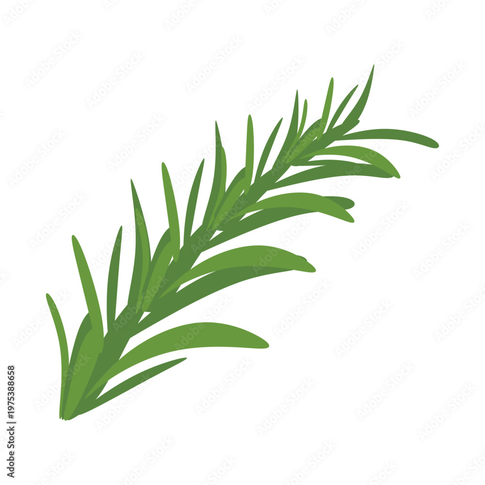 Fototapeta premium Rosemary Sprig Fresh Culinary Herb Flat Vector Graphic