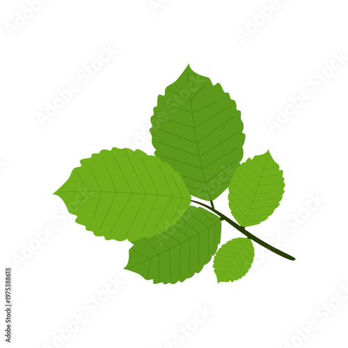 Simple Peppermint Leaf Herbal Concept Flat Vector