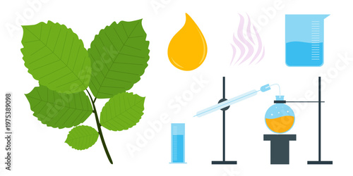 Flat Illustration of Essential Oil Steam Distillation Process