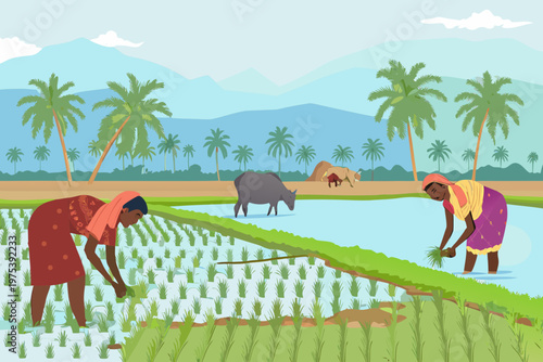 Farmers working in a flooded rice paddy field with livestock grazing