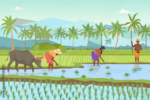 Farmers working in a flooded rice paddy field with livestock