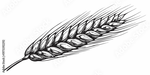 Detailed ink sketch of a single wheat stalk with visible grains