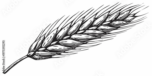 Detailed sketch of a single wheat stalk with visible grain kernels