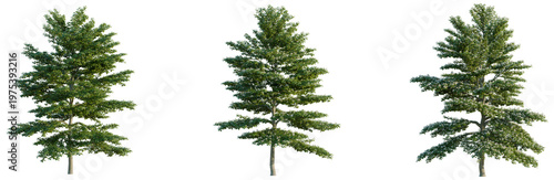 Schilderij op canvas Cornus alternifolia tree, elevation, front view, cutout, transparent background, isolate, Detailed Realistic Evergreen Tree Branch with Lush Green Foliage, Perfect for Nature and Botanical Design