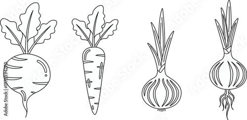 Vintage sketch of root vegetables isolated on transparent background radishes and turnips