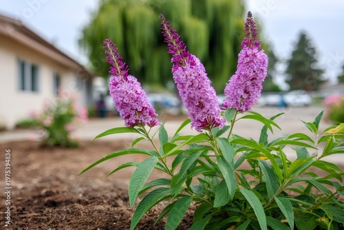 Butterfly bush blooming with purple flowers in summer garden