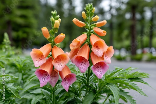 Foxglove flowers blooming vibrant orange and pink in garden