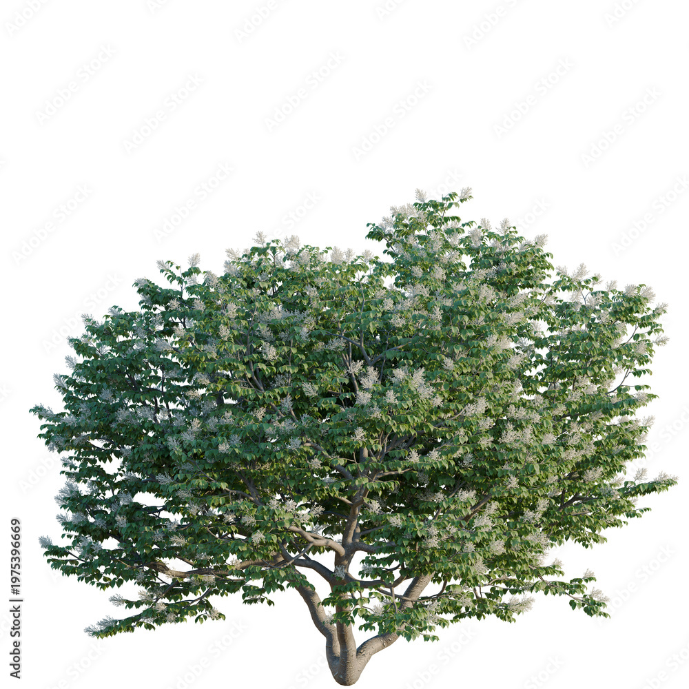 Fototapeta premium Syringa reticulata Ivory silk tree, elevation, front view, cutout, transparent background, isolate, Blooming Cherry Tree Branch with Delicate Pink Flowers, Spring Season, Detailed Floral PNG