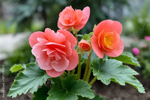 Begonia flowers blooming in lush garden capturing nature