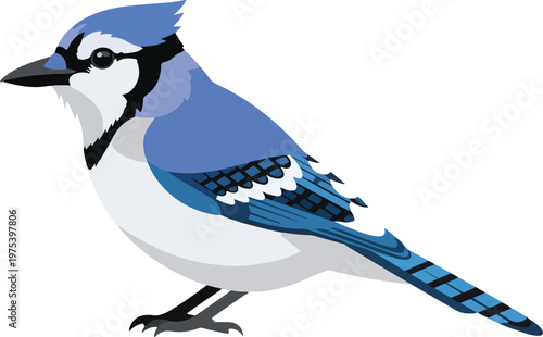 Blue Jay Bird Isolated Flat Design Illustration White Background