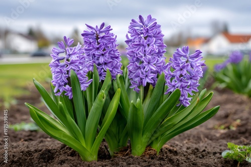 Purple hyacinth flowers blooming in spring garden