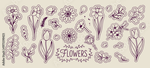 Detailed wildflower sketch, botanical field drawing, nature flora illustration, spring meadow art, realistic flower outlines, garden plant vector, botanical study graphic

