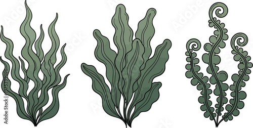 Vintage botanical illustration of three different seaweed species on a white background