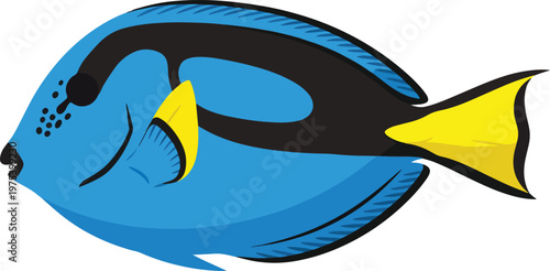 Blue Tang Fish Vector Illustration Isolated On White Background