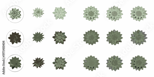 Succulent growth stages displayed in a series of top down views