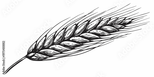 Detailed ink sketch of a single wheat stalk with visible grains