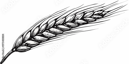 Detailed sketch of a single wheat stalk with prominent grain kernels