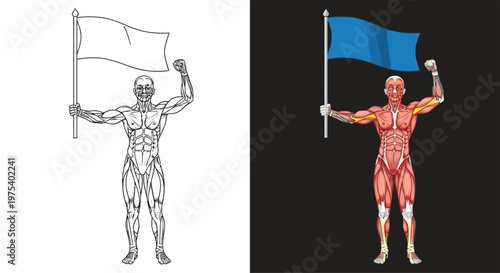 Detailed anatomical illustration of a muscular male figure holding a flag, presented in both outline and colored versions showing the human muscular system.