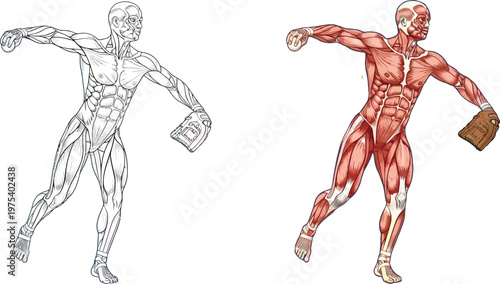 Detailed anatomical illustrations of a baseball pitcher's muscular system during a throwing motion, showing both line art and colored muscle groups.