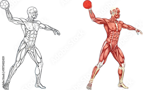 Detailed anatomical illustration of a human muscular system in a throwing pose, showing both line art and colored versions.