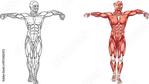 Detailed anatomical illustration of the human muscular system, showing both outline and colored views for educational purposes on a white background.