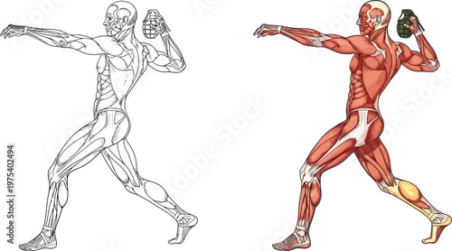 Detailed anatomical illustration of a male athlete in a throwing stance, showing muscle and bone structure in both outline and colored versions.