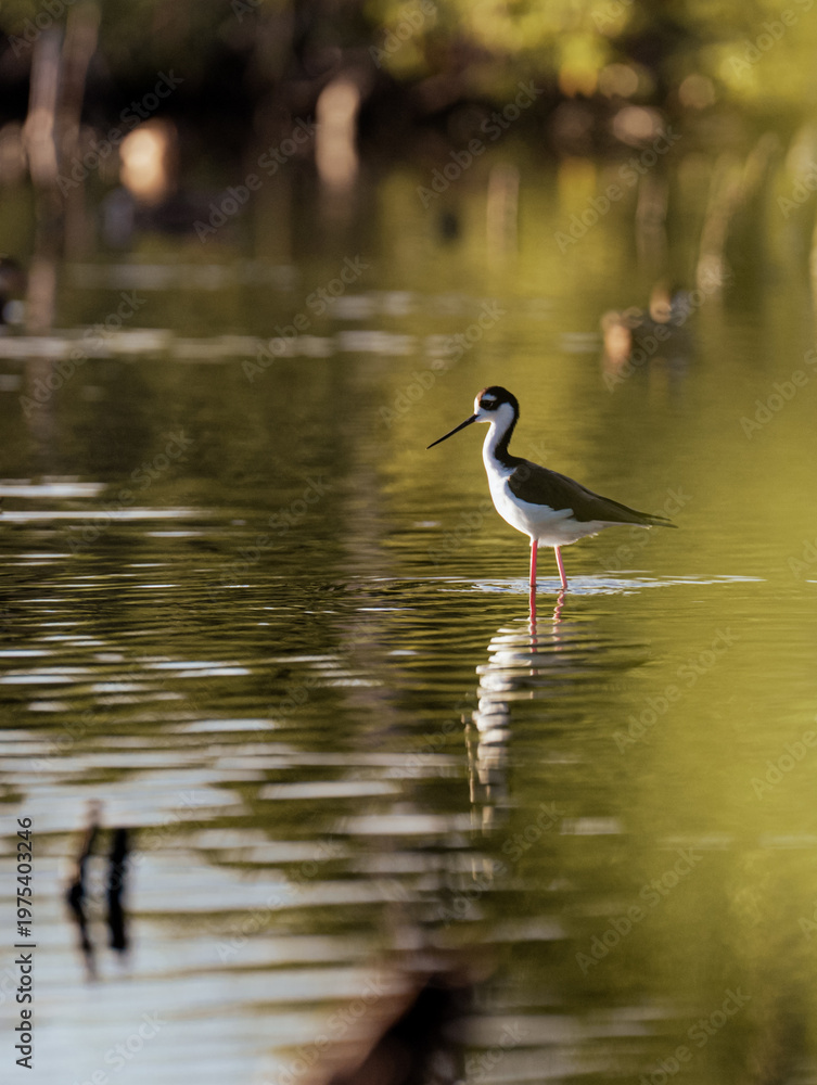 Obraz premium A striking black and white bird stands poised in tranquil waters, reflecting its elegance and beauty in a peaceful natural setting amidst soft, blurred greenery.