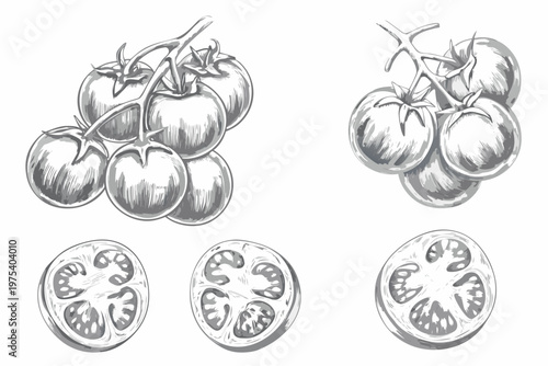 A detailed sketch of ripe tomatoes both whole and sliced open