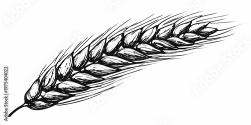 Detailed sketch of a single wheat stalk with flowing textured lines