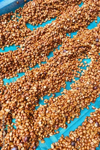Close up of coffee beans drying in the sun