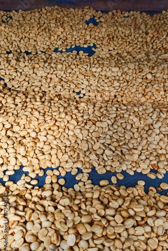 Close up of coffee beans drying in the sun