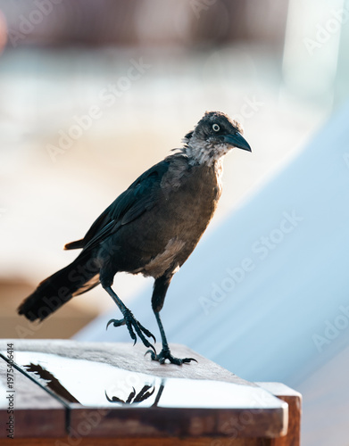 A bird is perched elegantly on a flat surface, highlighting its fluffy feathered coat and unique features while basking in warm sunlight, showcasing nature’s beauty.