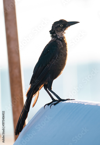This image features a stylish bird gazing confidently into the distance, with sunlight accentuating its features, encapsulating a moment of beauty and peacefulness in nature.
