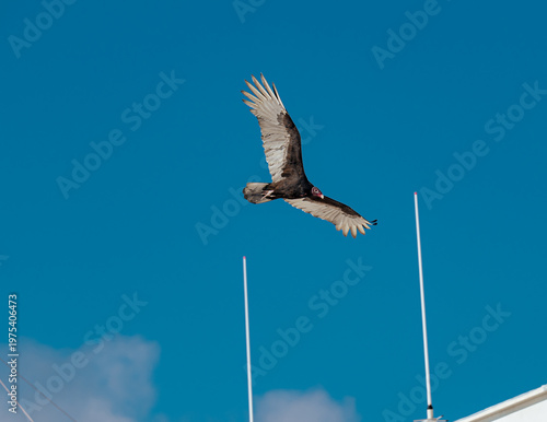 A magnificent turkey vulture gliding effortlessly in the clear blue sky, displaying its majestic wingspan and striking profile, a moment captured in nature's beauty.