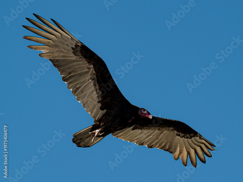 This stunning image captures a turkey vulture flying gracefully against a vibrant azure sky, embodying the spirit of wildlife and the beauty of nature in motion.