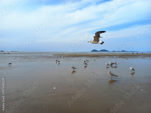 해변의 갈매기