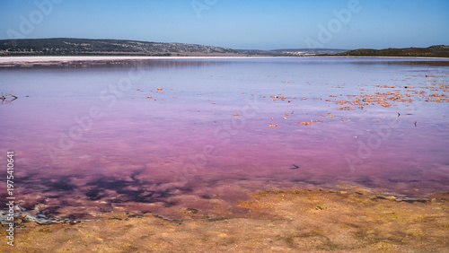 Hutt Lagoon pink salt lake shore crusted salt formations and vibrant magenta water under blue sky