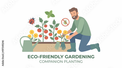 A smiling gardener engaging in eco friendly companion planting in his home vegetable garden. EPS Editable. Vector Illustrations.