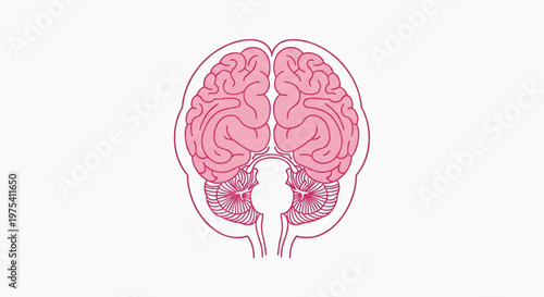 A detailed anatomical illustration of the human brain's cerebrum and cerebellum, highlighting their complex structures and neurological functions