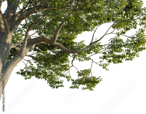 Photos Quercus alba tree, corner view, cutout, isolate, transparent background, Detailed close-up of a lush green tree branch with vibrant leaves, perfect for nature themes