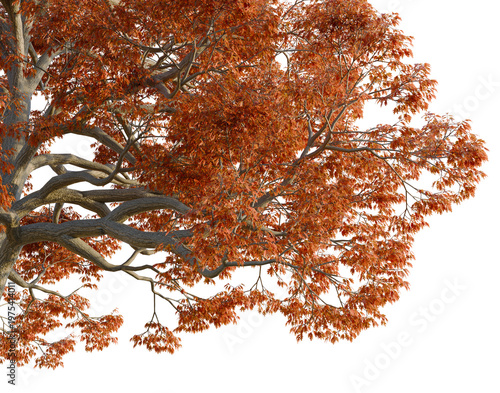 Εκτύπωση καμβά Quercus alba tree, corner view, cutout, isolate, transparent background, Close-up of a tree branch with beautiful red autumn foliage, nature background