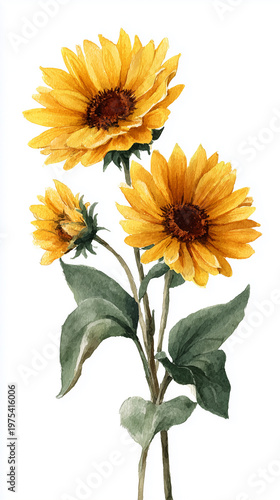 Watercolor Sunflower Illustration Isolated on White Background, Botanical Floral Art