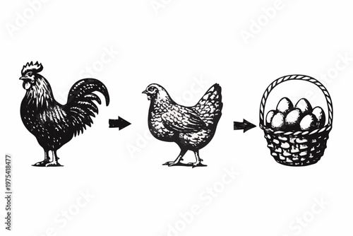 From rooster to hen to eggs a simple farm life illustration
