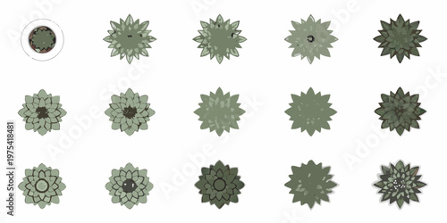 A series of succulent plant top views illustrating growth stages
