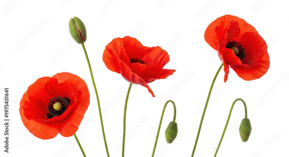 Obraz premium Beautiful red poppy flowers and buds isolated on transparent background