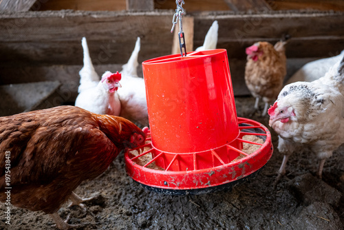 Fotografija Chickens feeding in a coop with feeder, free-range non-cage farming, domestic poultry in rural environment with natural conditions